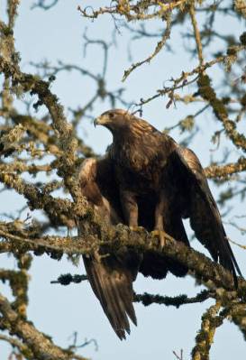 Golden Eagle (Aquila chrysaetos) ©USFWS