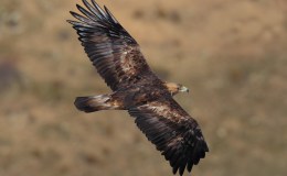 Golden Eagle Returns After Long Voyage Around The&nbsp;World
