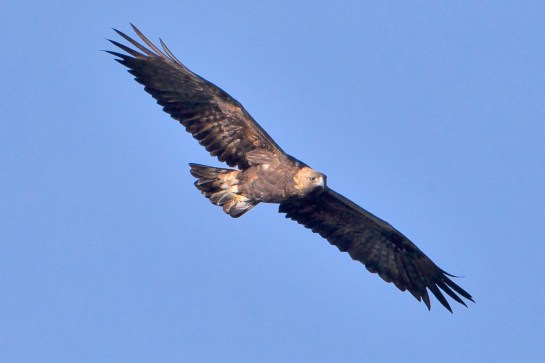 Golden Eagle (Aquila chrysaetos) Flying ©WikiC