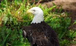 Give Thanks –&nbsp;Eagle