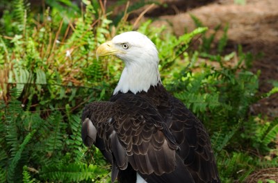 Bald Eagle (close up) LP Zoo by Dan