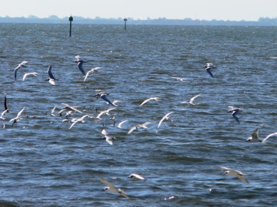 Birds Flying over Tampa Bay by Lee