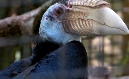Wreathed Hornbills at Central Florida&nbsp;Zoo