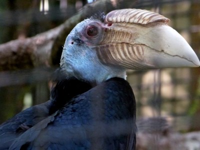 Wreathed Hornbill (Rhyticeros undulatus) Central Florida Zoo by Lee