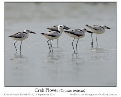 Crab-plover (Dromas ardeola) by Ian