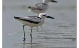Ian’s Bird of the Week – Crab&nbsp;Plover
