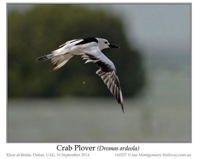Crab-plover (Dromas ardeola) by Ian