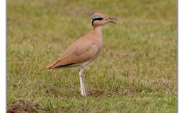 Ian’s Bird of the Week – Cream-coloured&nbsp;Courser