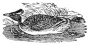 Childs Bk of Water Birds dabchick