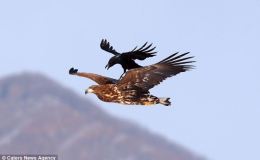 Crow Versus Eagle, Free Ride&nbsp;Instead