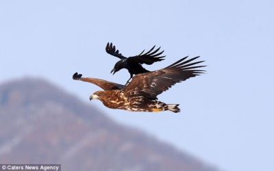 Crow on Eagles Back ©©