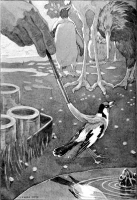 Cur Book of Birds img4-full