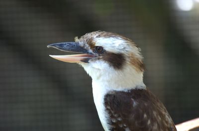 Kookaburra at Brevard Zoo by Dan