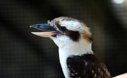 Tickle Me Tuesday – Laughing&nbsp;Kookaburras