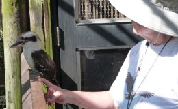 Kookaburra Encounter
