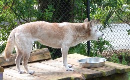 Singing Dogs at Lowry Park&nbsp;Zoo