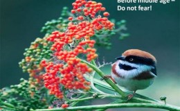 Wise Advice From The Birds – Via&nbsp;Email