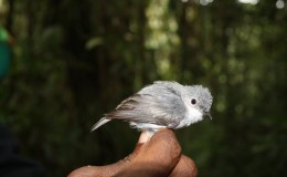 I.O.C. Version 5.2&nbsp;Updated