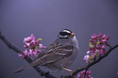 White-crowned Sparrow (Zonotrichia leucophrys) ©USFWS