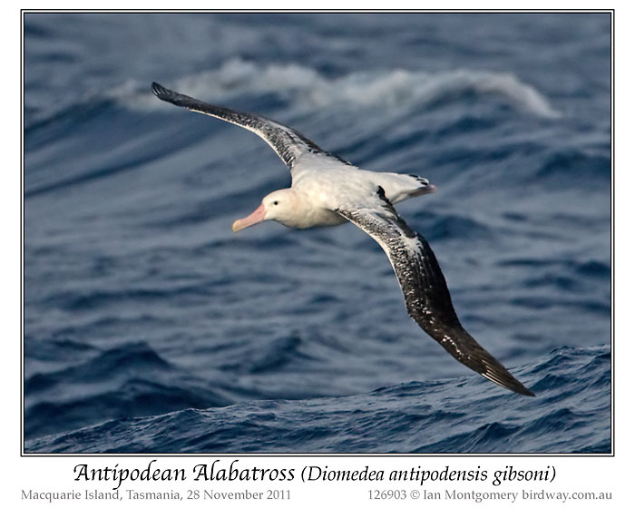 Antipodean Albatross (Diomedea antipodensis gibsoni ) by Ian