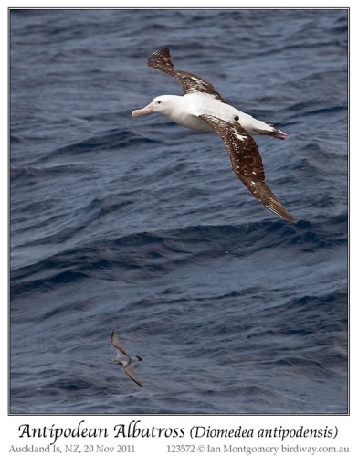 Antipodean Albatross (Diomedea antipodensis) by Ian