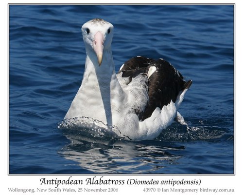 ntipodean Albatross (Diomedea antipodensis) by Ian