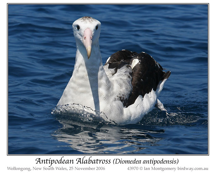 ntipodean Albatross (Diomedea antipodensis) by Ian