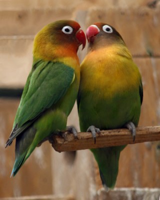 Black-cheeked Lovebird (Agapornis nigrigenis) ©WikiC
