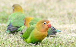 Birds of the Bible – Foundation #2&nbsp;Updated