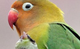 Sunday Inspiration – “Love” Birds