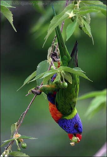 Rainbow Lorikeet (Trichoglossus moluccanus) by Ian