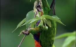 Golden Eagle – The Father Feeds&nbsp;Us