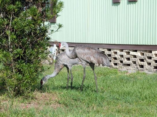 Sandhill Cranes in side yard