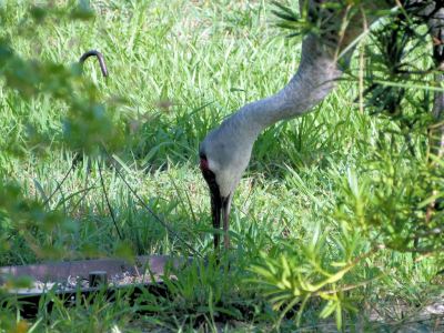 Sandhill Cranes in side yard