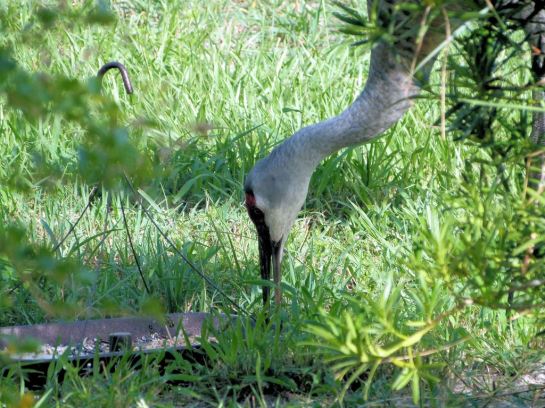 Sandhill Cranes in side yard
