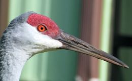 Sandhill Crane Greeting