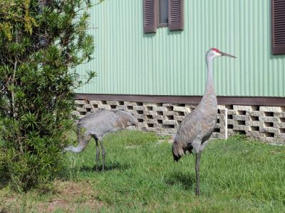 Sandhill Cranes in side yard