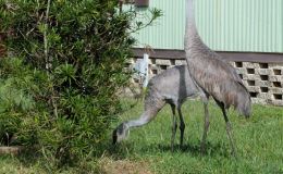 Bible Birds – Crane’s&nbsp;Introduction