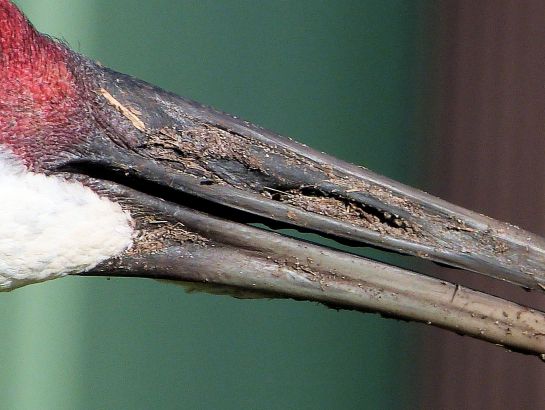 Sandhill Crane Beak Crop