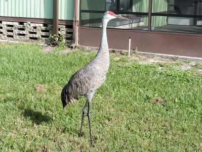 Sandhill Standing Guard Crop