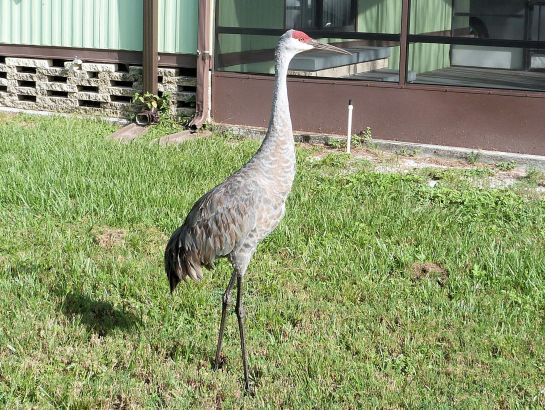 Sandhill Standing Guard Crop