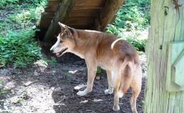 Answer’s Dingo Dog