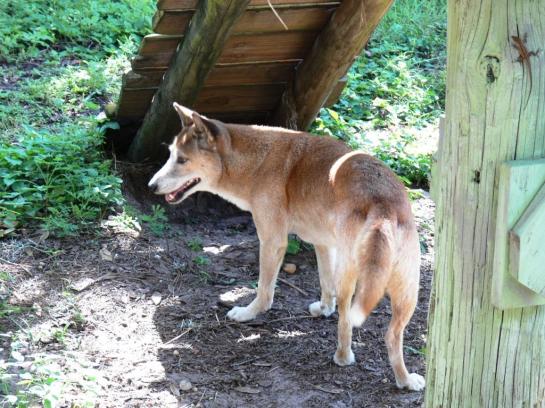 Singing Dogs at Lowry Pk Zoo