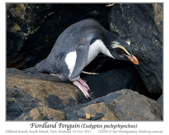 Fiordland Penguin (Eudyptes pachyrhynchus) by Ian