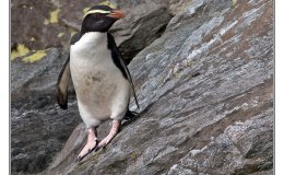 Ian’s Bird of the Week – Fiordland&nbsp;Penguin