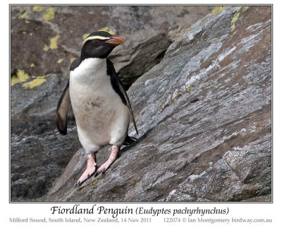 Fiordland Penguin (Eudyptes pachyrhynchus) by Ian