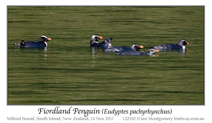 Fiordland Penguin (Eudyptes pachyrhynchus) by Ian