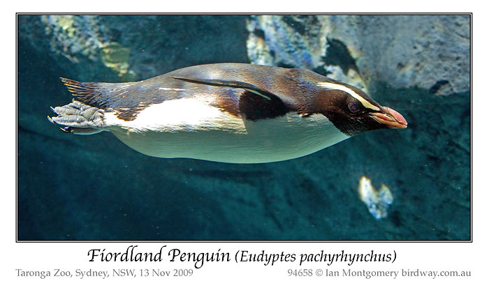Fiordland Penguin (Eudyptes pachyrhynchus) by Ian