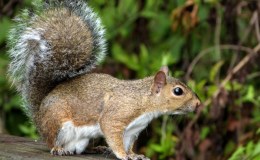 Deep-Frozen Squirrel ~ by Creation&nbsp;Moments