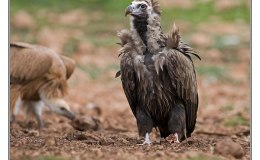 Ian’s Bird of the Week – Cinerous/Eurasian Vulture